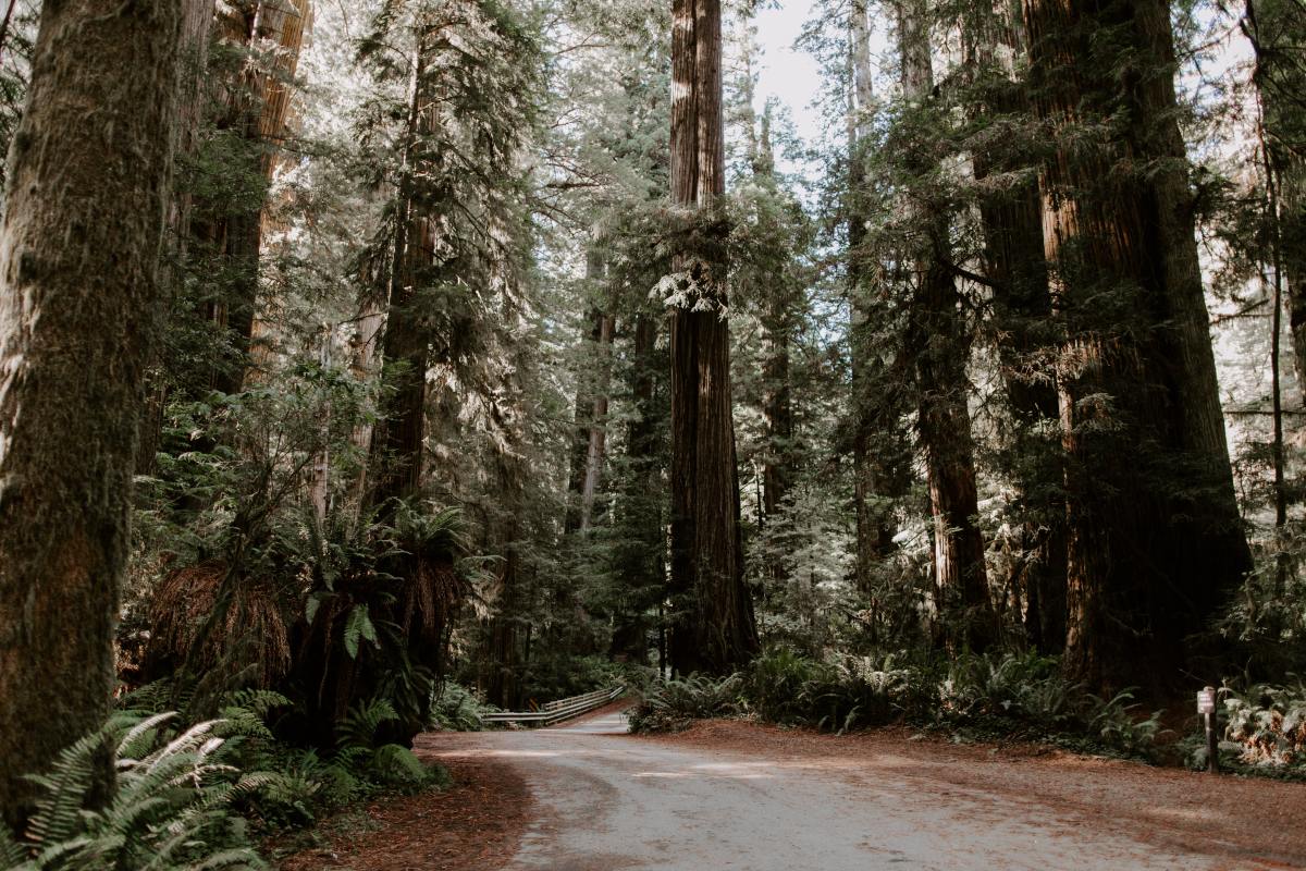 help save redwoods
