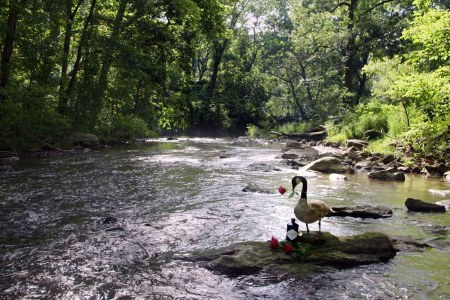 One of the literal streams that Hendrick's Gin is streaming online