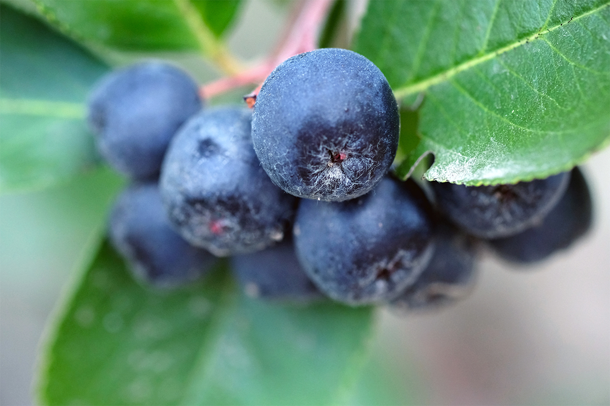 The Aronia Berry Is Here to Challenge Blueberries for the "Superfruit" Throne