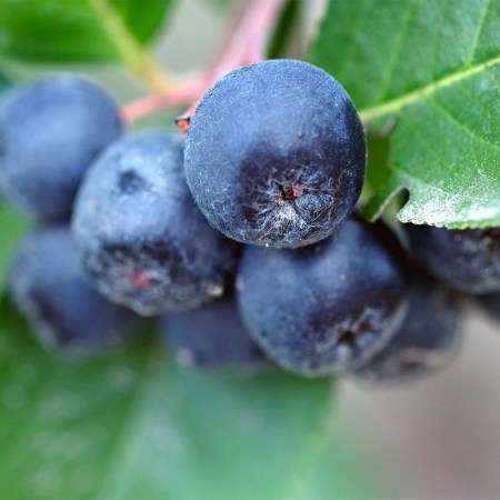 The Aronia Berry Is Here to Challenge Blueberries for the "Superfruit" Throne