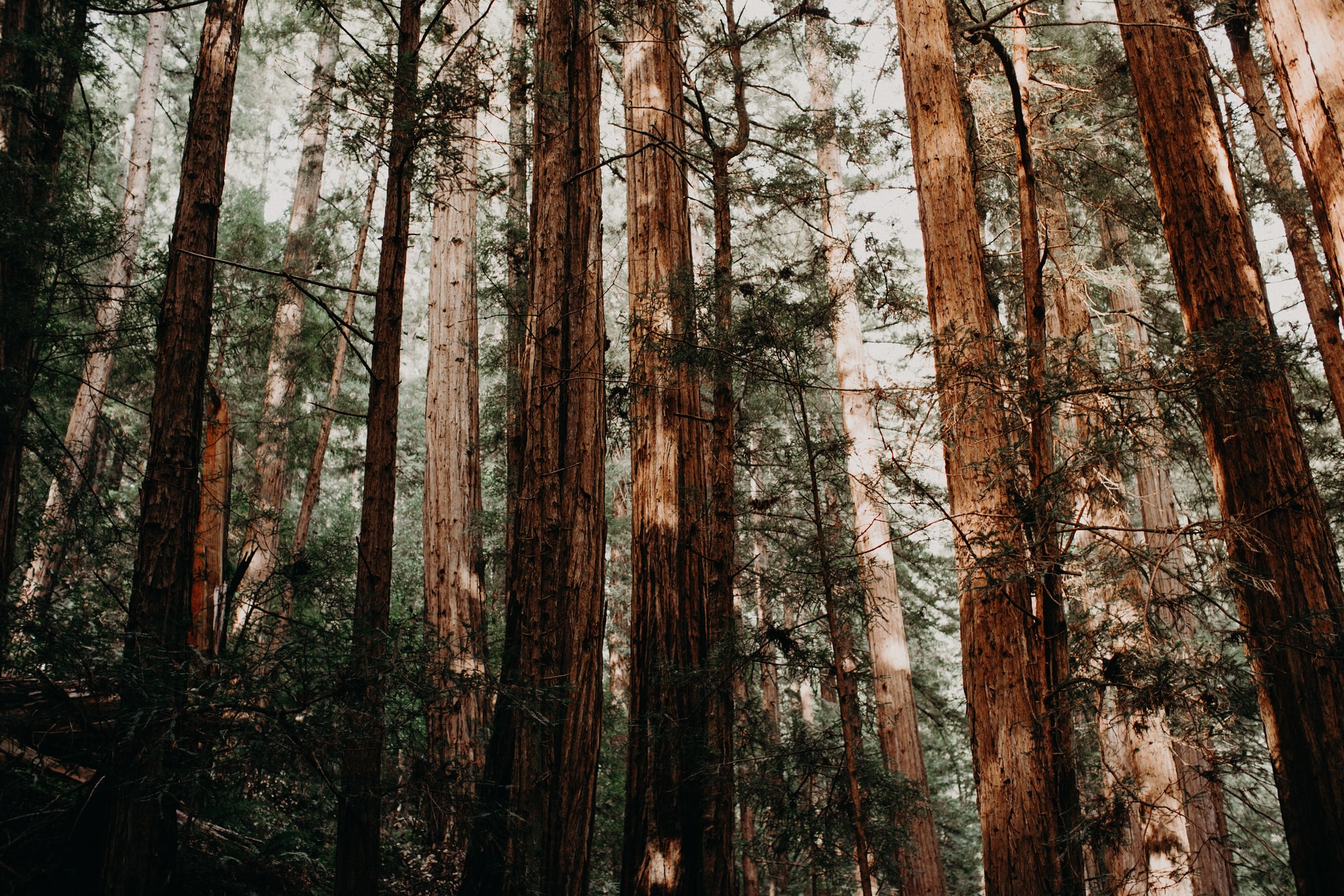 Redwoods at Muir Woods