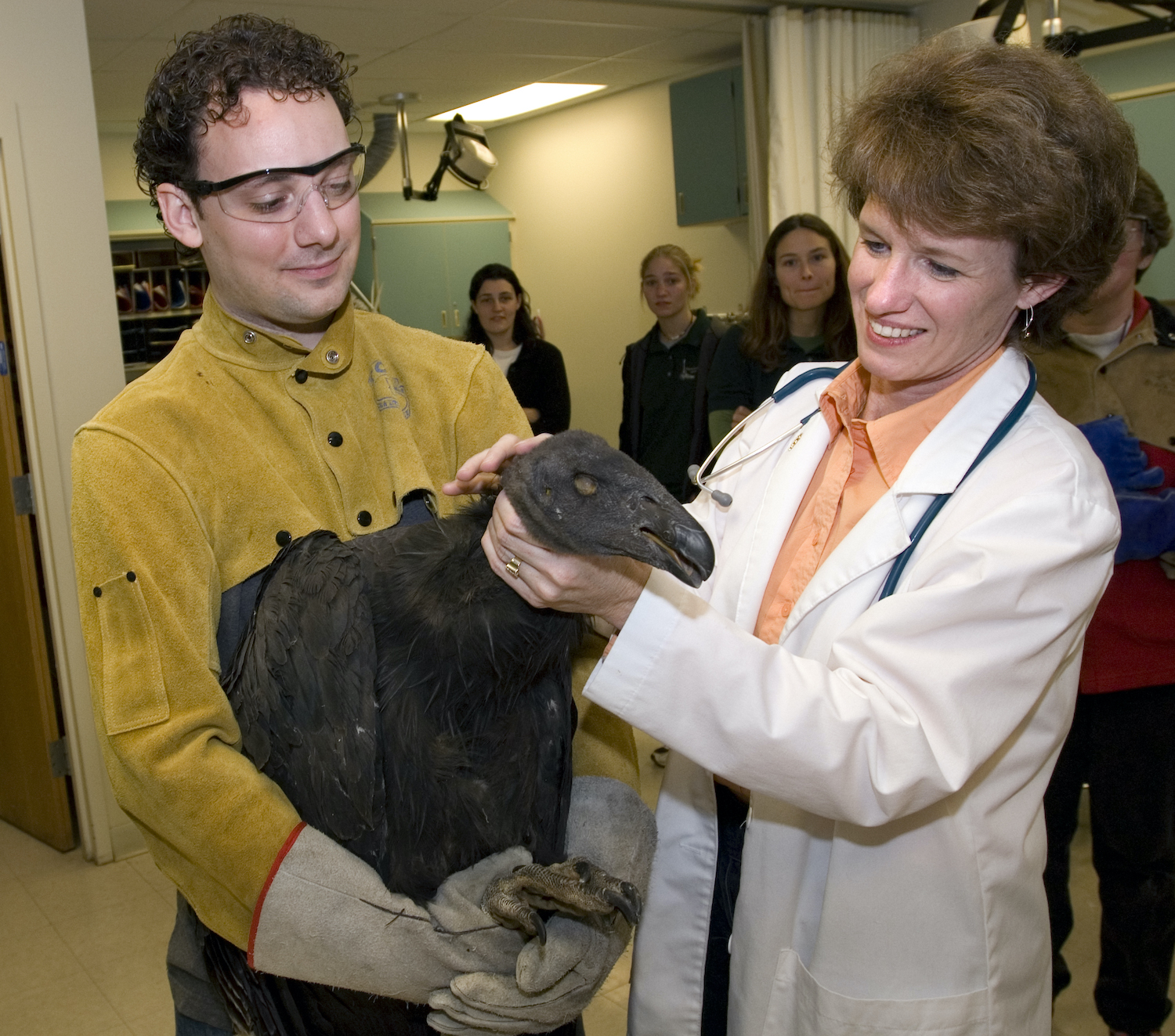 Dr. Julia Ponder holding the California condor's head as he wakes up from anesthesia at the University of Minnesota Raptor Center