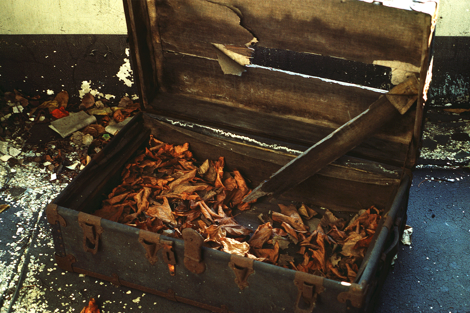 Autumn leaves in a trunk on Ellis Island in 1982, which was then abandoned