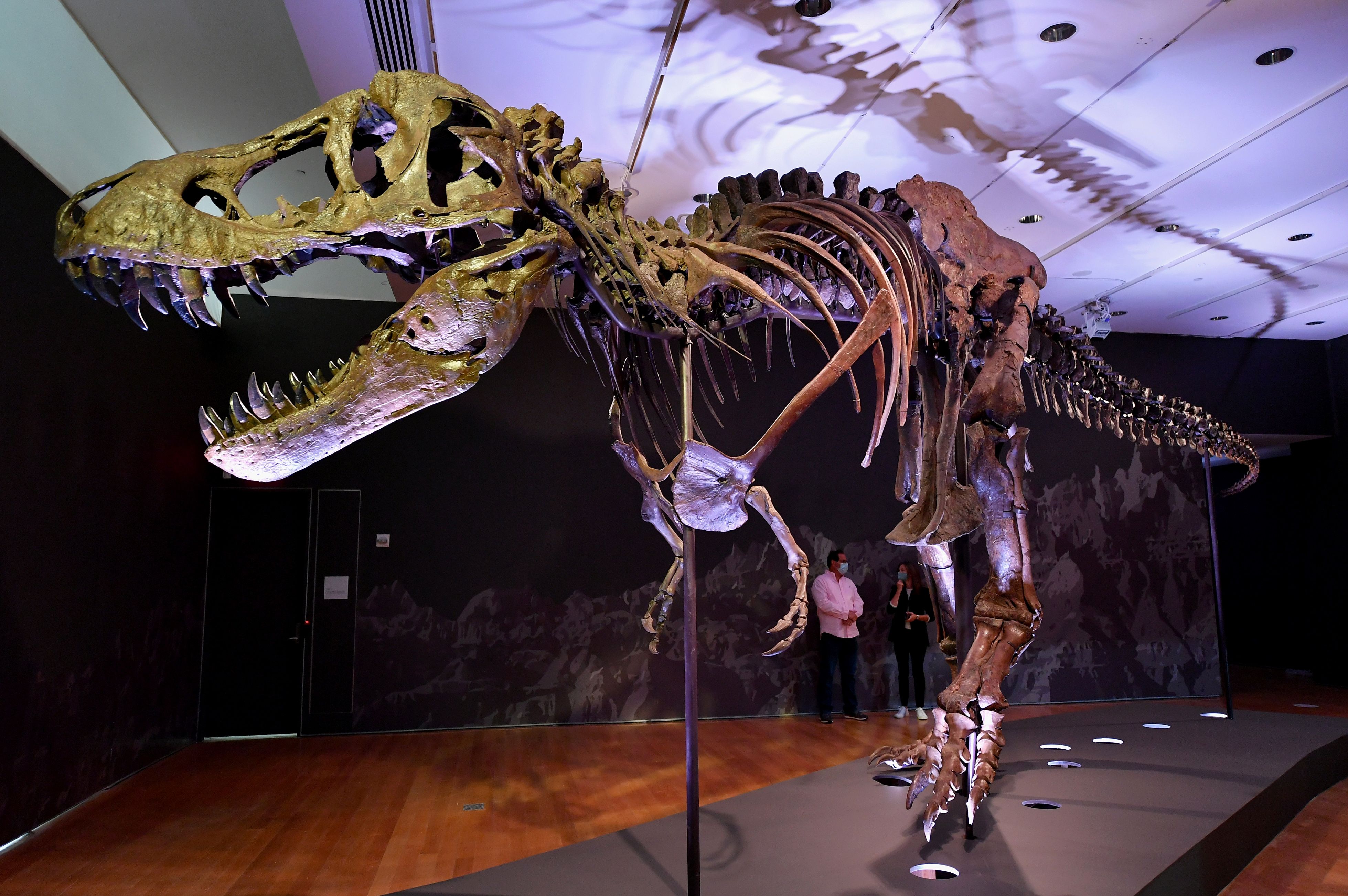 A Tyrannosaurus rex (T-Rex) skeleton, named Stan is on display during a press preview at Christie's Rockefeller Center on September 15, 2020 in New York City. - The skeleton of a 40-foot (12-meter) dinosaur nicknamed "Stan", one of the most complete Tyrannosaurus rex specimens ever found, will be auctioned in New York next month and could set a record for a sale of its kind. (Photo by Angela Weiss / AFP) (Photo by ANGELA WEISS/AFP via Getty Images)