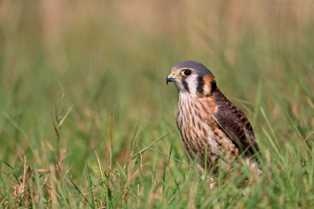 American Kestrel (Falco sparverius) adult female standing on grass, controlled subject