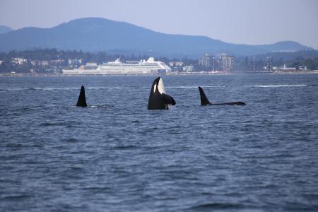 Orcas
