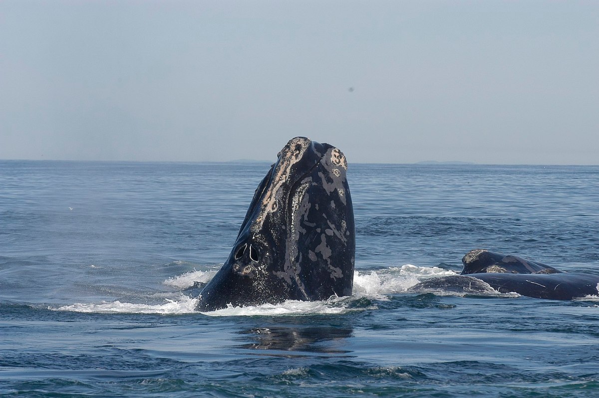 A North Atlantic right whale