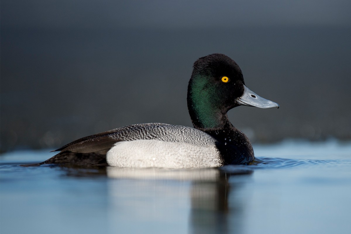 Species of Black and White Ducks:  The Lesser Scaup Duck Species