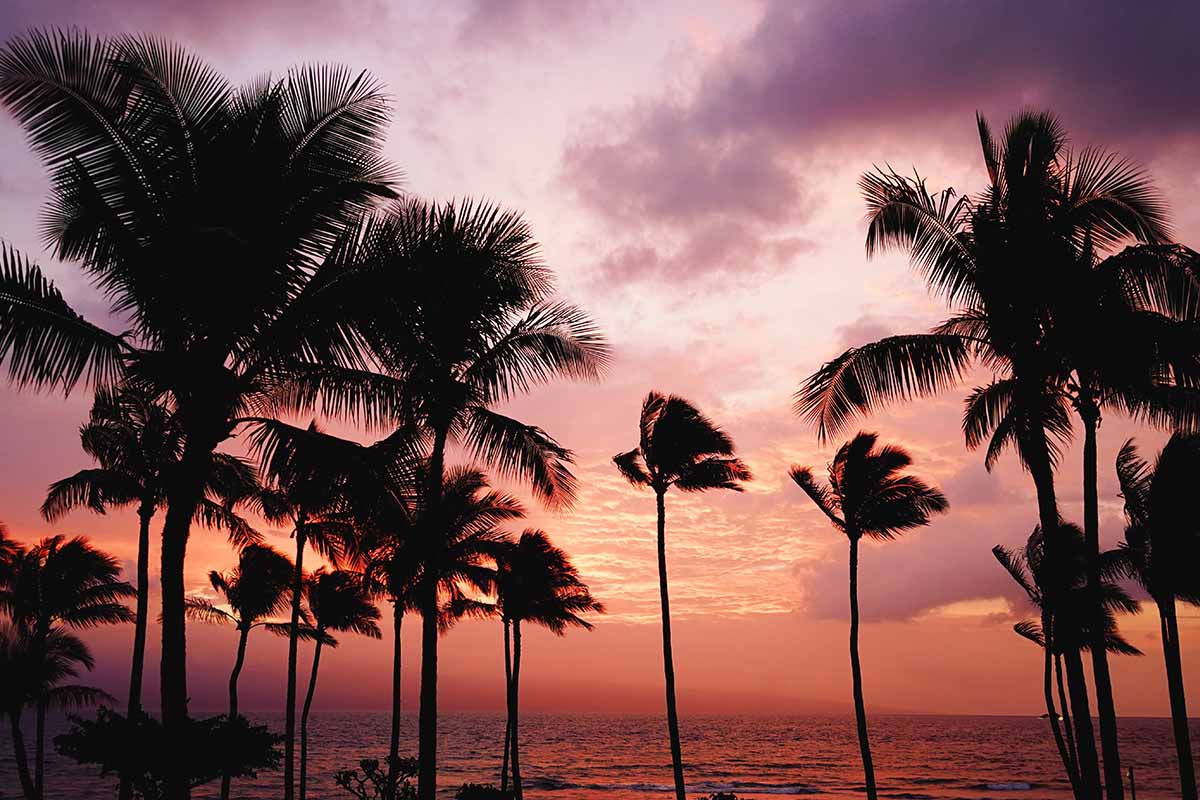 Palm trees at sunset in Hawaii