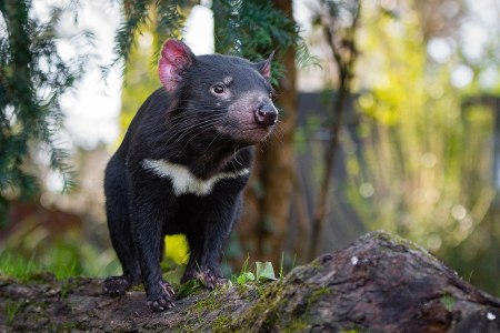 A Tasmanian devil