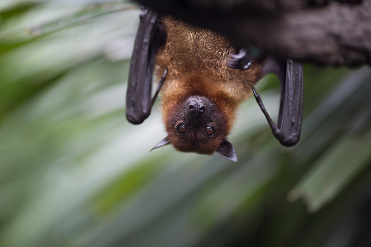 Bats saving French wine vineyards