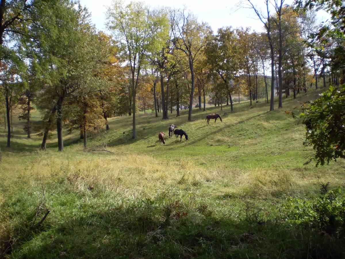 Horses and trees