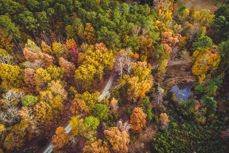 north carolina forest