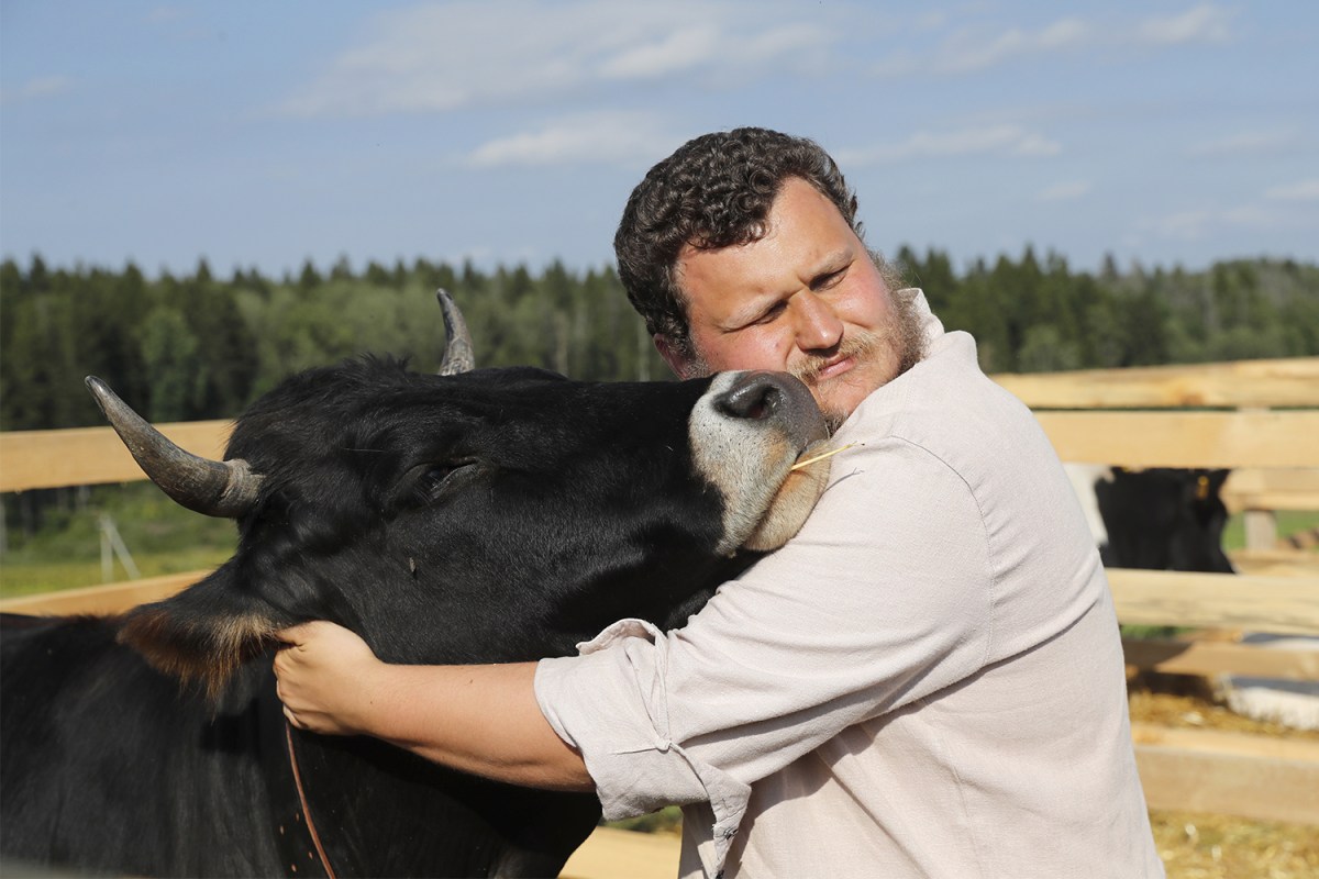 hugging cows