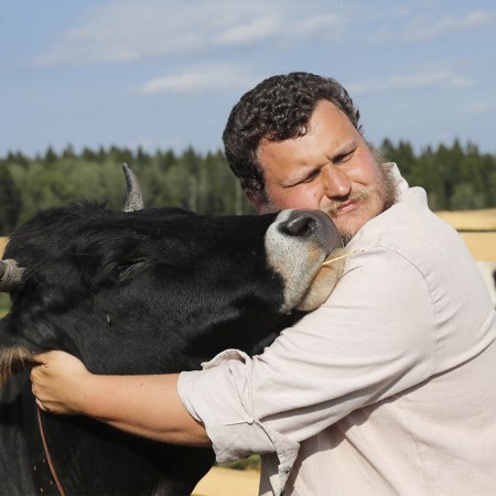 hugging cows