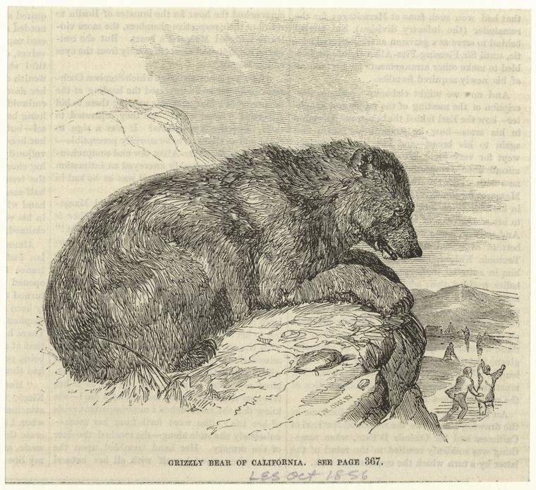 An 1865 illustration of a grizzly bear