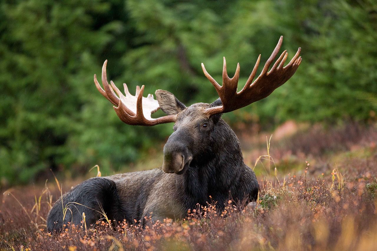 A moose