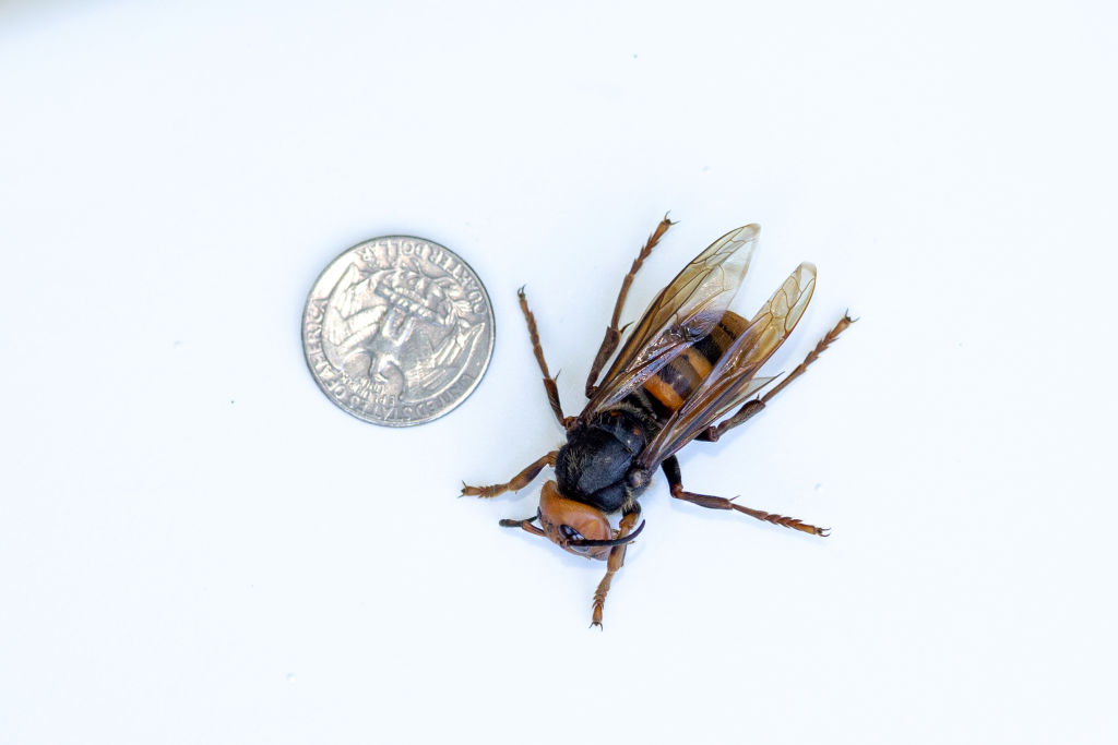 Washington State Department Of Agriculture Sets Traps For Asian Giant Hornets