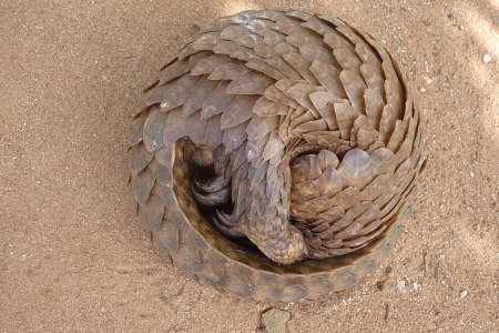 Pangolin