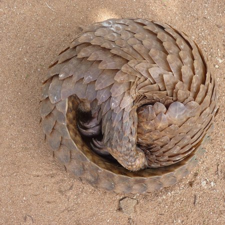 Pangolin