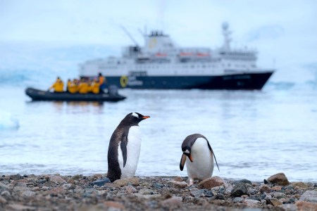 penguins in Antarctica