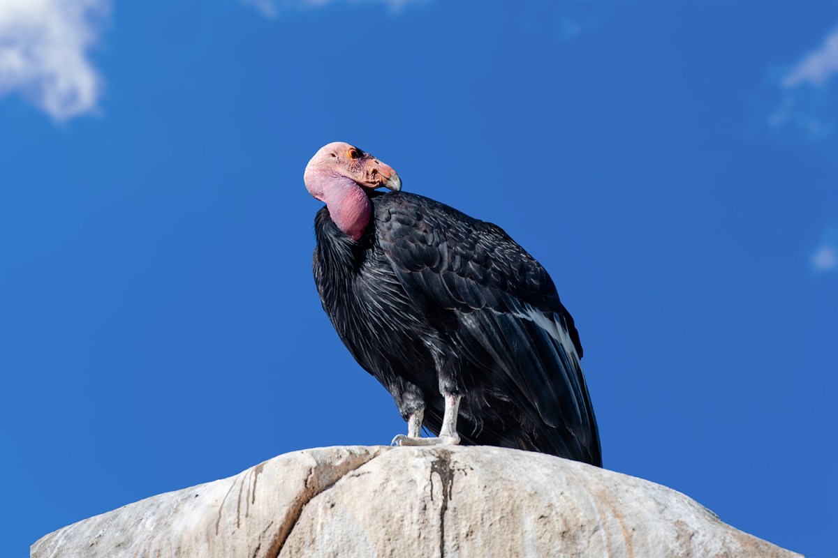 California condor in the wild