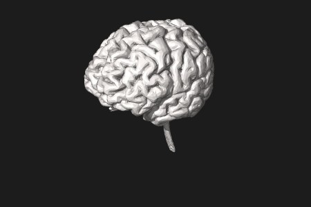 Brain model