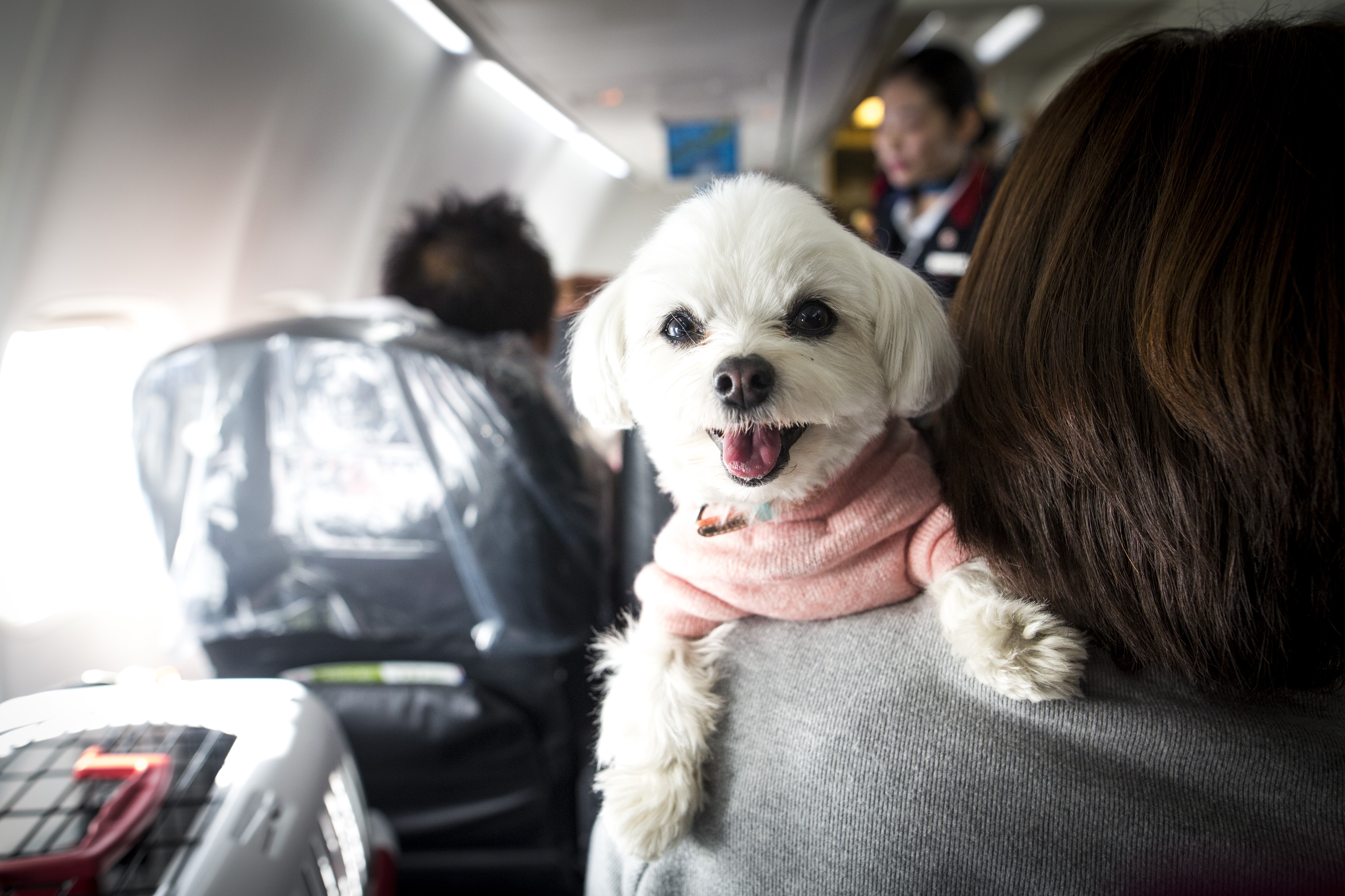 service dog on plane