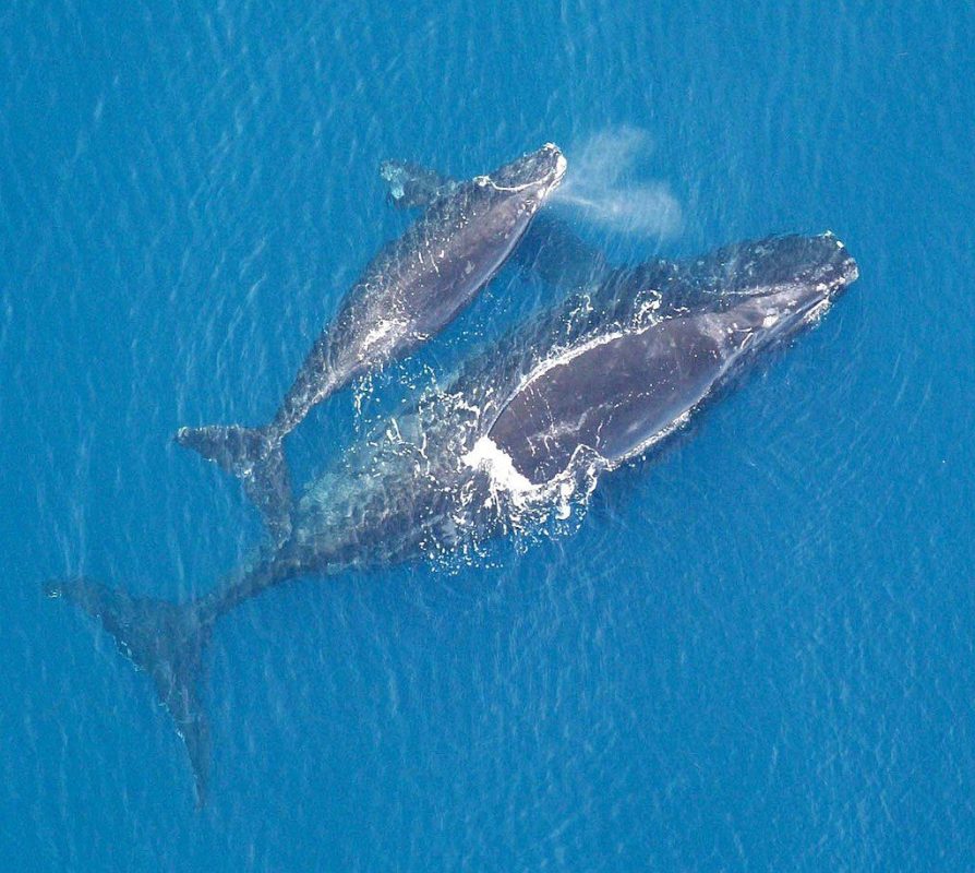 Whale and calf