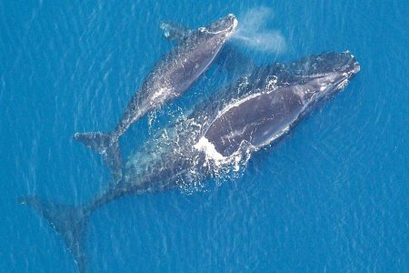 Study: Collisions With Slow-Moving Boats Can Kill Right Whales