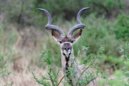 Kudu