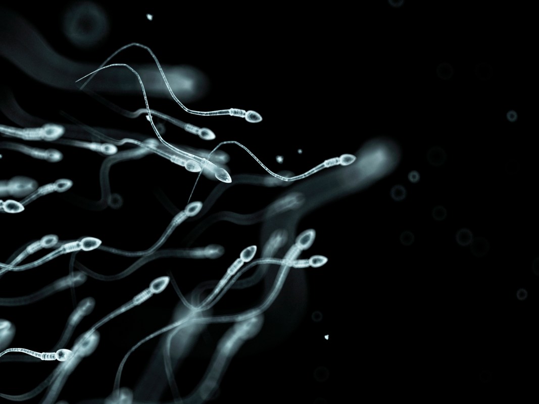 sperm swimming