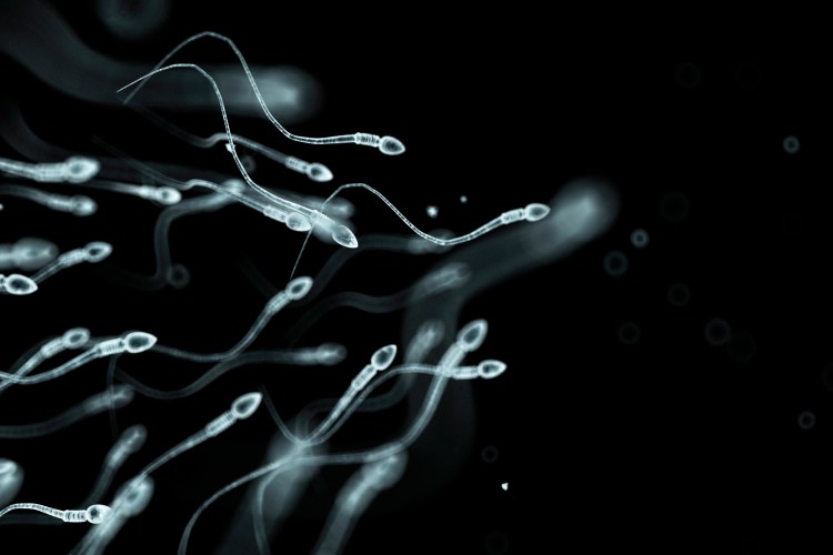 sperm swimming