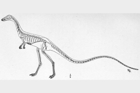 Skeletal reconstruction of Podokesaurus