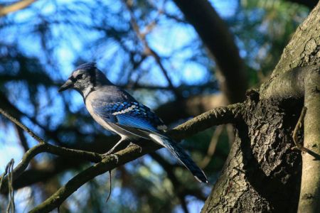 Blue jay