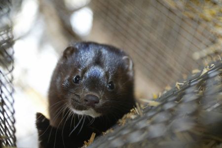 A mink