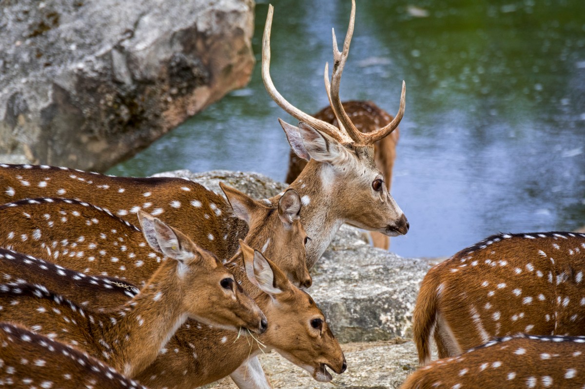 How Hawaii Became the Source of a Rare and Tasty Breed of Venison ...