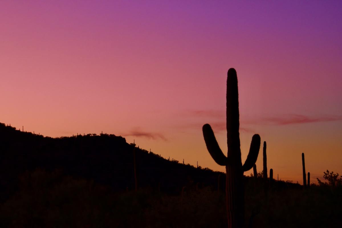 Close-up of a Saguaro cactus in desert under threat from climate change