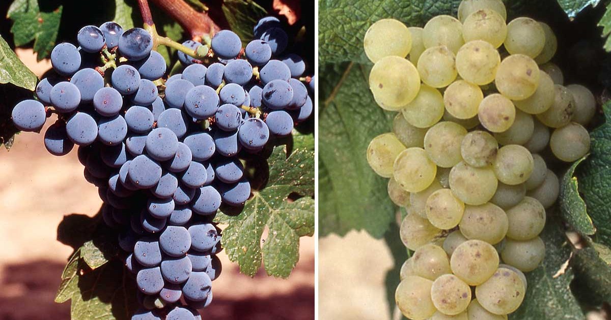 new Bordeaux grapes