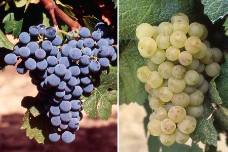 new Bordeaux grapes