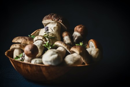 Chicago’s Top Mushroom Supplier on How to Grow Your Own