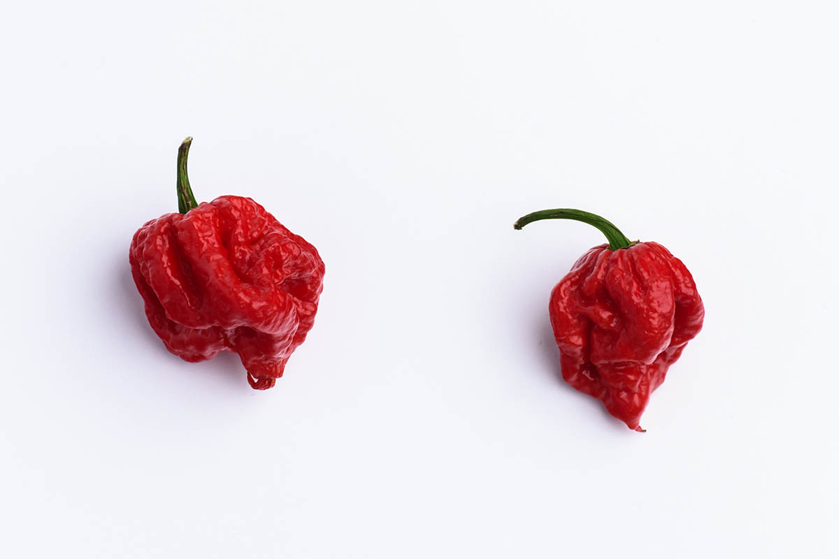 Two Carolina Reapers, the hot pepper being used to make the world's spiciest beer