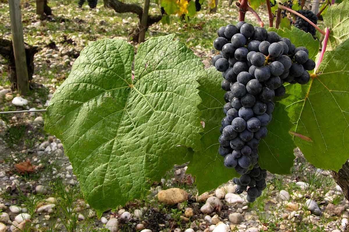 Petit verdot grapes in Vignoble de Bordeaux