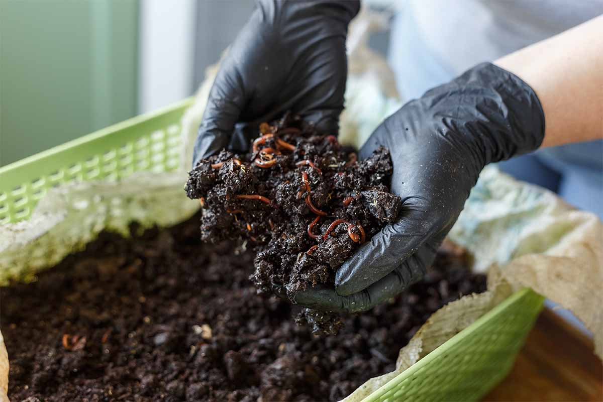 Vermicomposting or Homemade Worm Composting is method of turning home plant based garbage and kitchen food leftovers into rich organic soil fertilizer