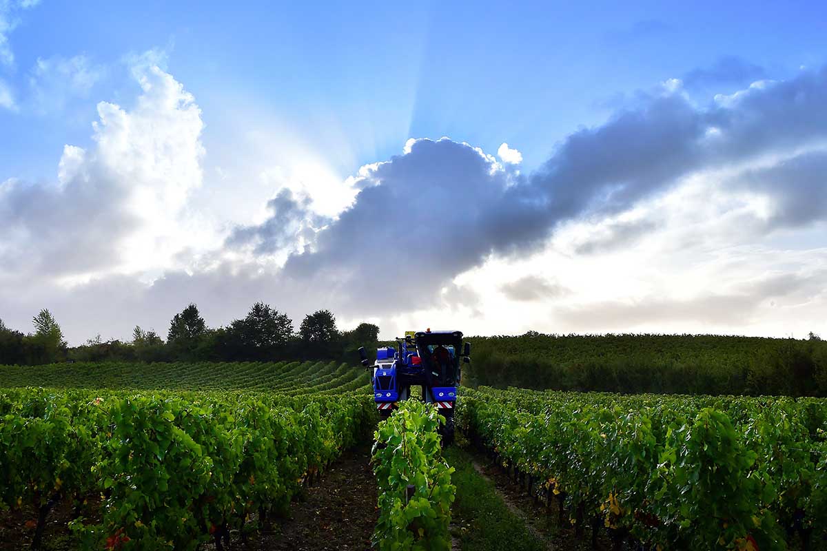 new wine grapes in Bordeaux