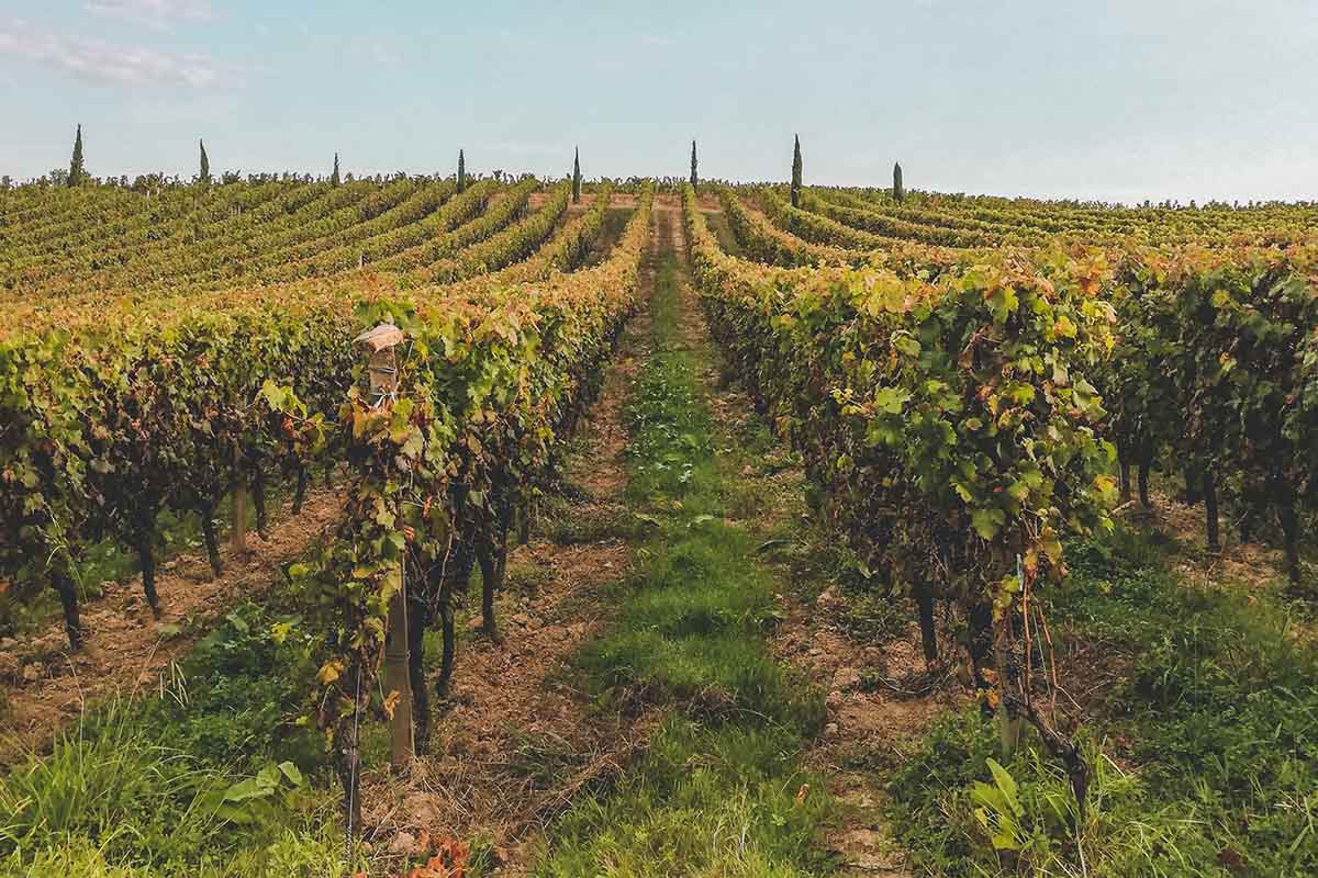 An example of a vineyard in Bordeaux, one of many areas in France hit hard by low temperatures