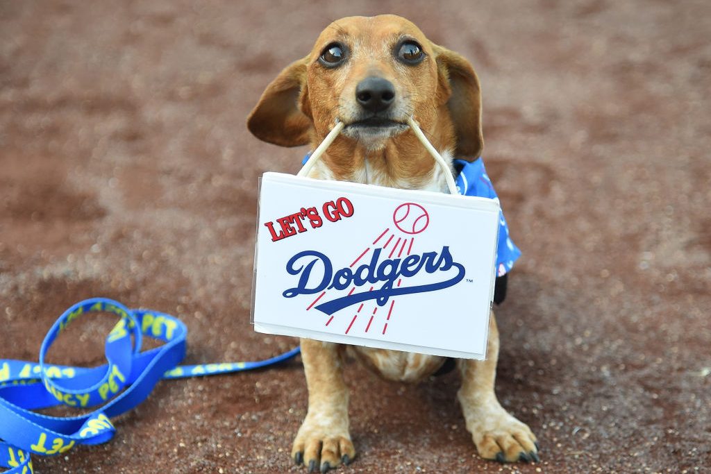A Dodgers dog