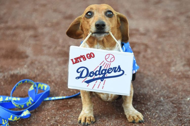 A Dodgers dog