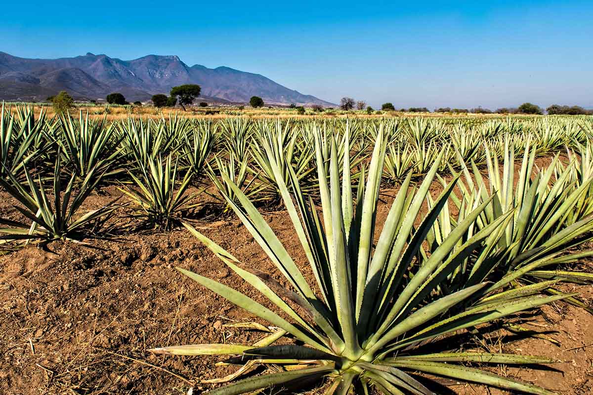 View of a plantation of "espadin" agave, the main variety of agave used to make mezcal at a field in Santiago Matatlan, Oaxaca state, Mexico