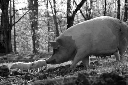 The Most Riveting Film of 2021 Is a Black-and-White Documentary About a Pig